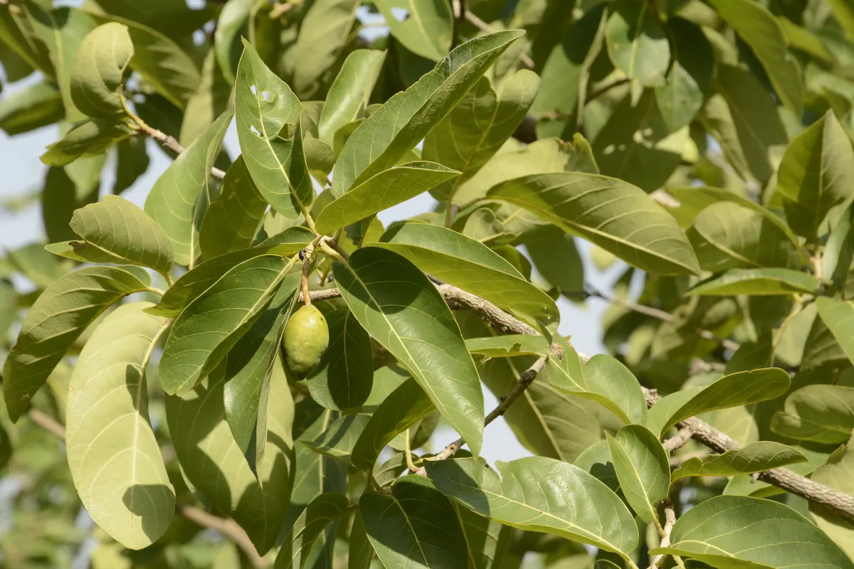 Rameau d’haritaki (Terminalia chebula) avec ses feuilles et un jeune fruit