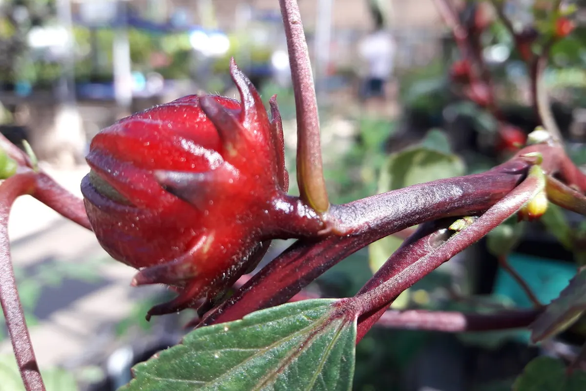 Calices rouges d’hibiscus (Hibiscus sabdariffa) sur la plante