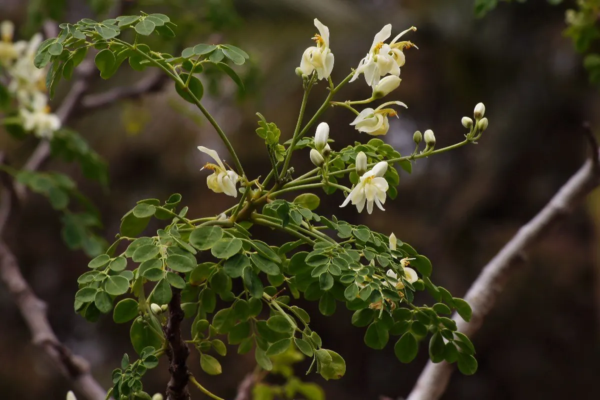 Rameau de moringa (Moringa oleifera) en fleurs