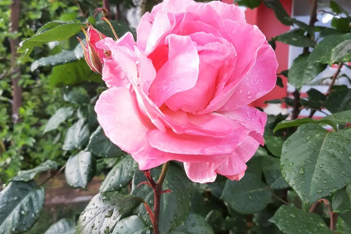 Fleur de rose rose sur un rosier, feuillage autour