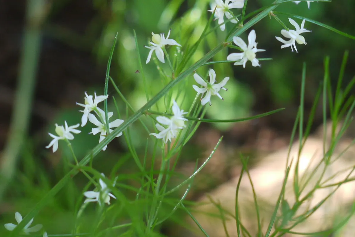 Petites fleurs blanches de shatavari (Asparagus racemosus)