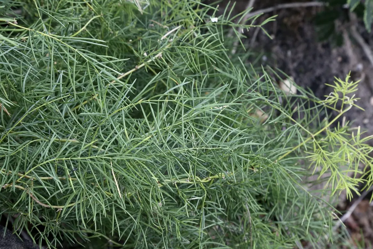 Feuillage fin de shatavari (Asparagus racemosus)
