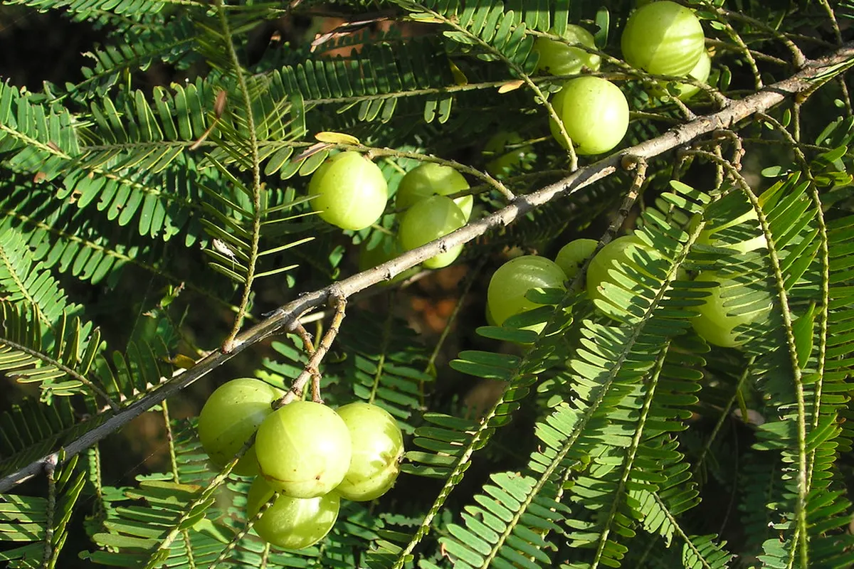 Fruits d’amla (Phyllanthus emblica) sur la branche, l’un des trois fruits du triphala