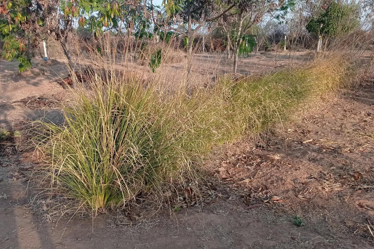 Touffe de vétiver (Chrysopogon zizanioides) en plein champ