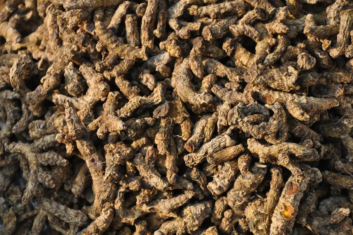 Rhizomes de curcuma séchés en tas