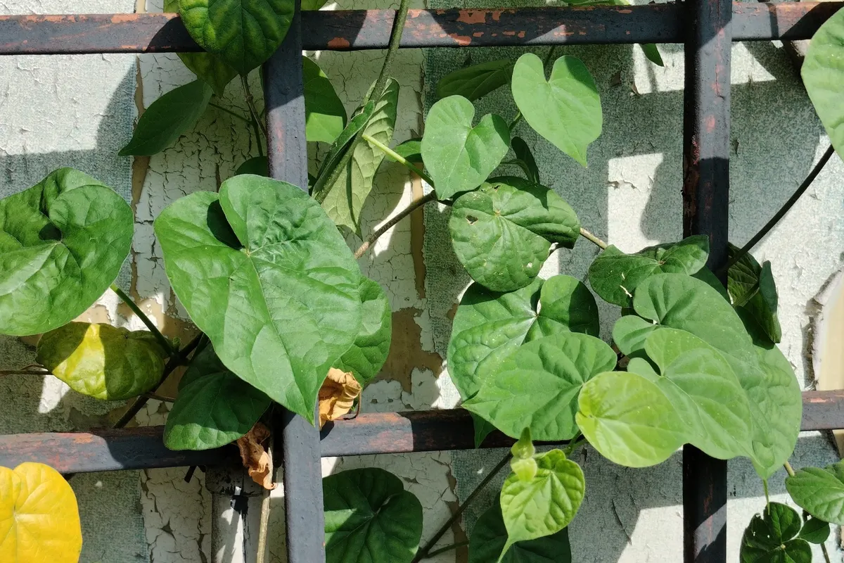 Guduchi (Tinospora cordifolia), liane aux feuilles en cœur
