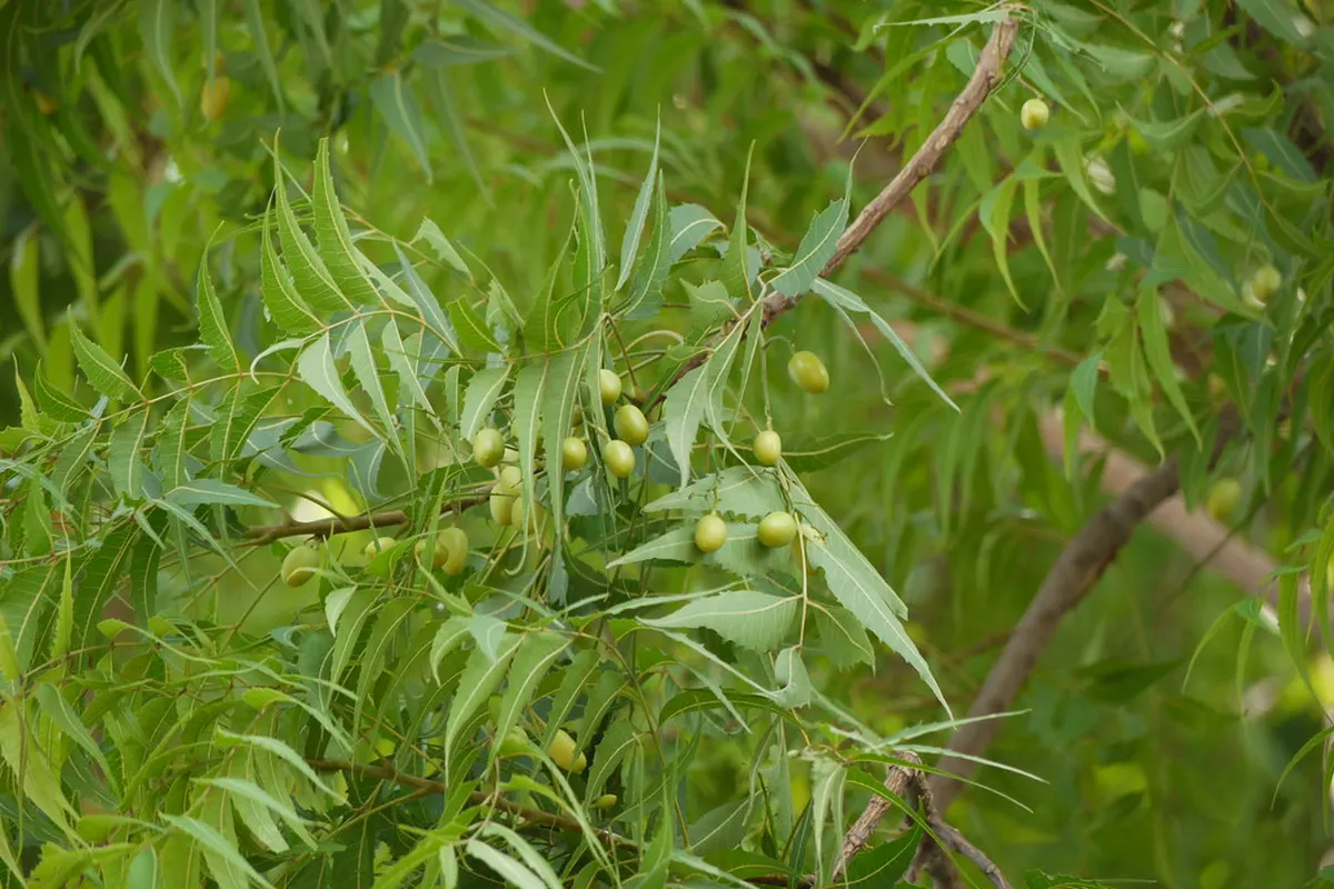 Feuilles de neem (Azadirachta indica) sur l’arbre